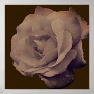 Rose in Blüte mit Regentropfen Vintage Poster