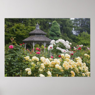 Rose in Blüte und Gazebo Rose Garden am Poster