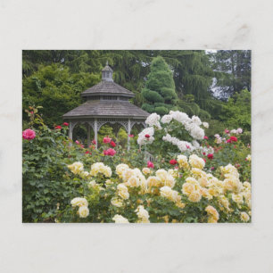 Rose in Blüte und Gazebo Rose Garden am Postkarte