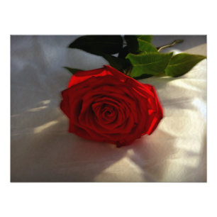 Rose in der Abenddämmerung Fotodruck