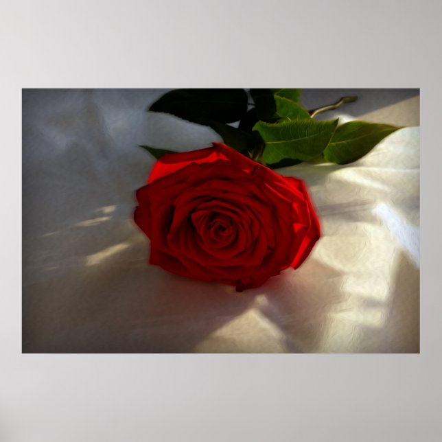 Rose in der Abenddämmerung Poster (Vorne)