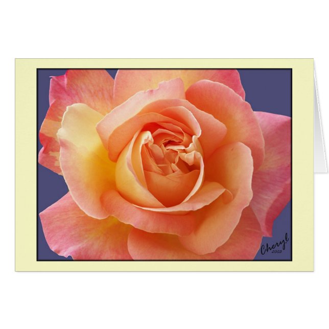 Rose in der Blüte (Vorderseite (Horizontal))