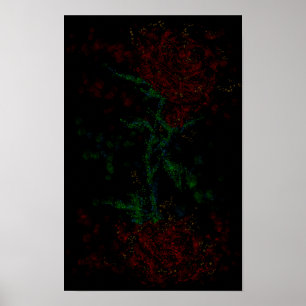 Rose in der Dunkelheit Poster