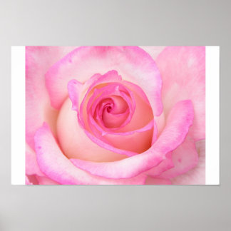 Rose in der Makroansicht Poster