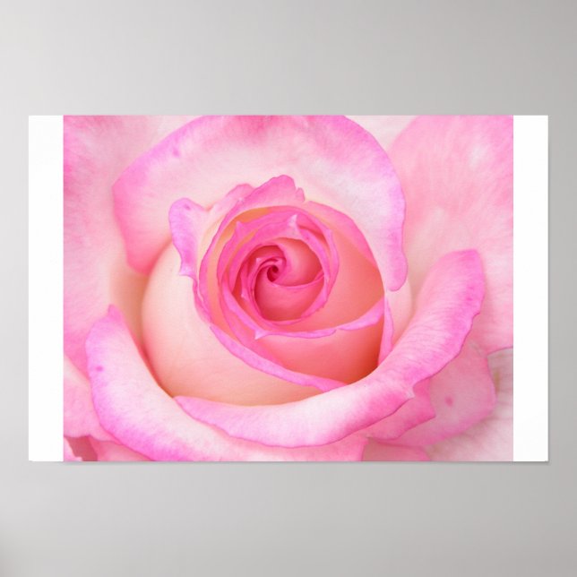 Rose in der Makroansicht Poster (Vorne)
