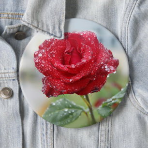 Rose in Regentropfen  Button