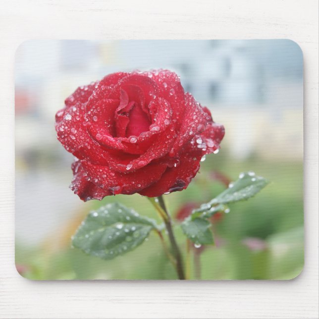 Rose in Regentropfen Mousepad (Vorne)