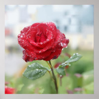 Rose in Regentropfen