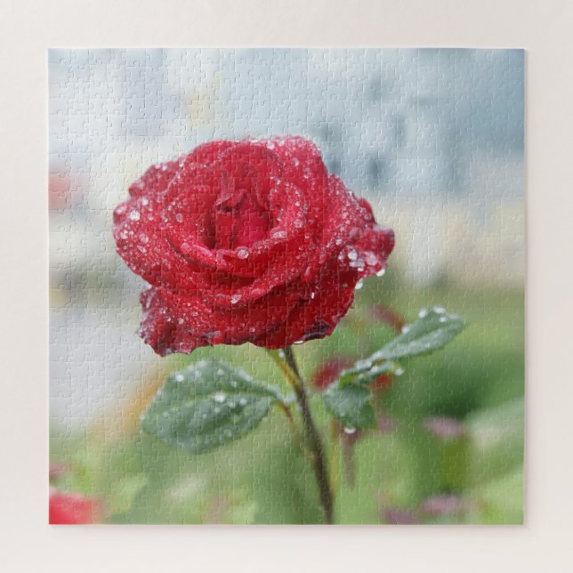 Rose in Regentropfen  Puzzle (Vertikal)