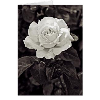 Rose in Schwarz und Weiß