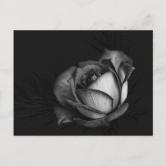 Rose in Schwarz-Weiß-Postkarten Postkarte