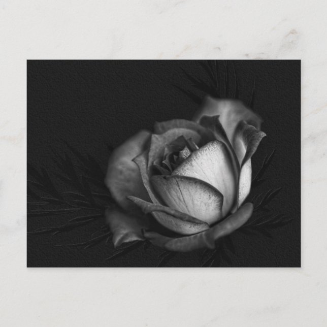 Rose in Schwarz-Weiß-Postkarten Postkarte (Vorderseite)