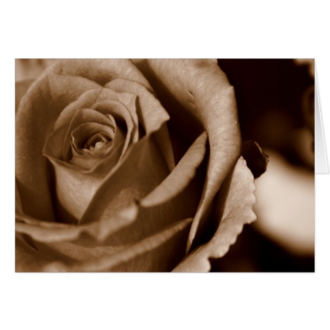 Rose in Sepia (Vorderseite (Horizontal))