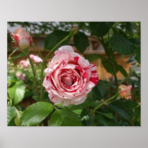 Rose in verschiedenen Farben Poster