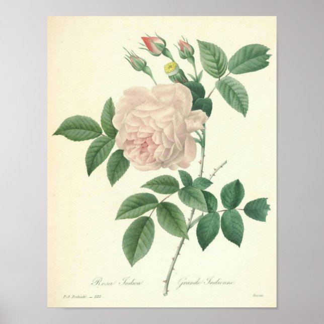 Rose Indica von Redoute Poster (Vorne)