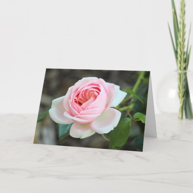 Rose "Joie de Vivre", Roath Park, Cardiff Karte (Vorderseite)