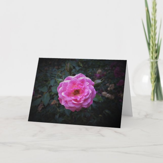 Rose, Karte (Vorderseite)