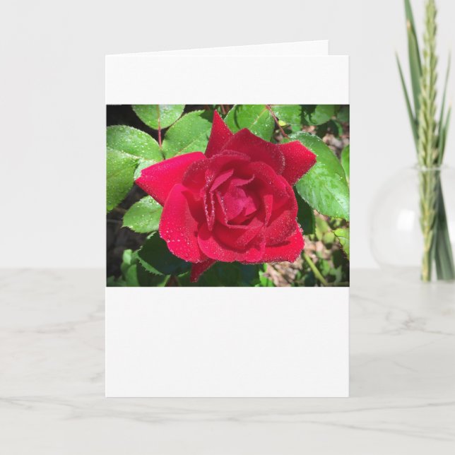 Rose, Karte (Vorderseite)