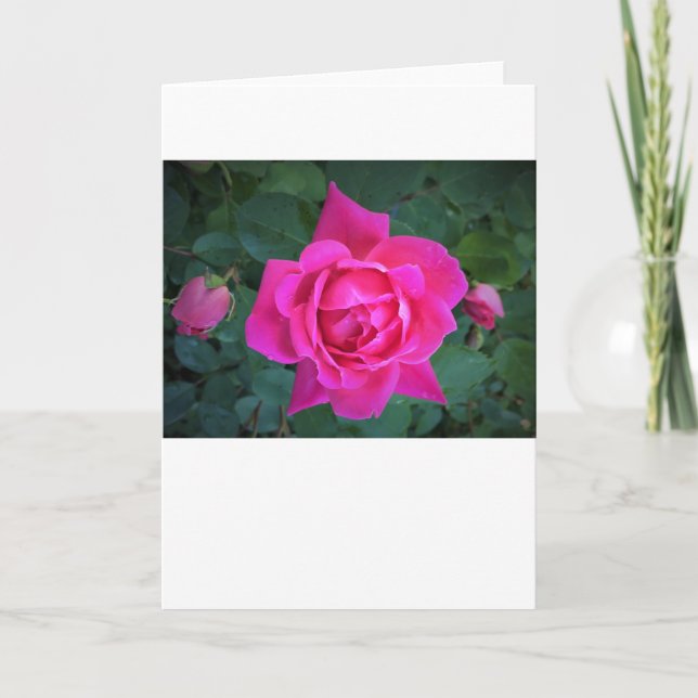 Rose, Karte (Vorderseite)