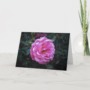 Rose, Karte