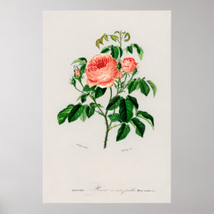 Rose Kohl (Rosa Centifilia) Poster