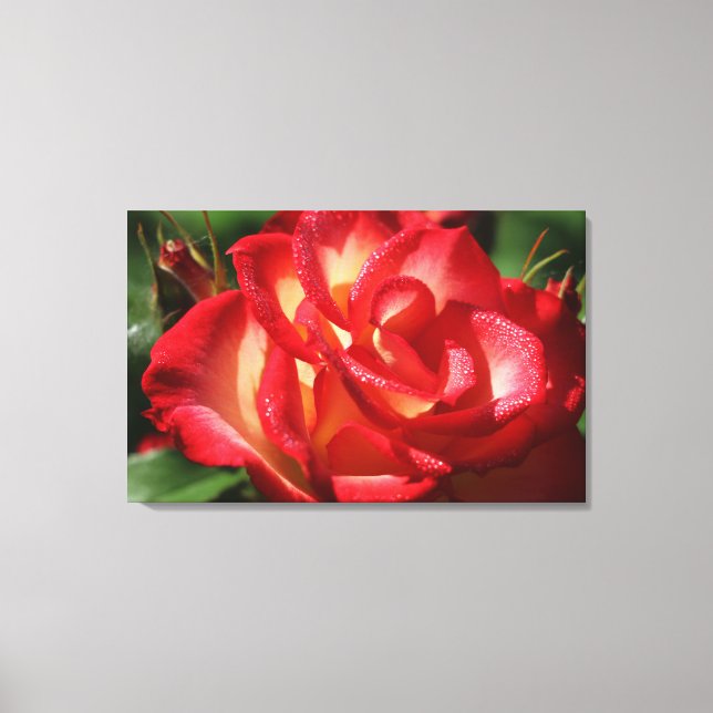 Rose Leinwand Wrap (Vorderseite)