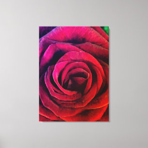 Rose Leinwanddruck