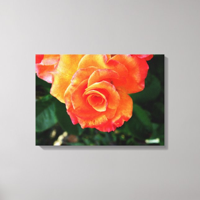 Rose Leinwanddruck (Vorderseite)