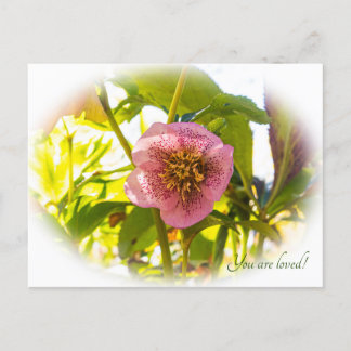 Rose Lenten. Helleborus. Du wirst geliebt! Postkarte