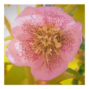 Rose Lenten. Helleborus Poster