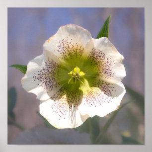 Rose Lenten. Helleborus Poster