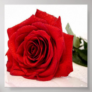 Rose Liebe Canvas Poster