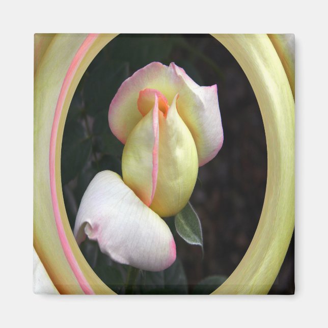 Rose Liebe.... Magnet (Vorne)