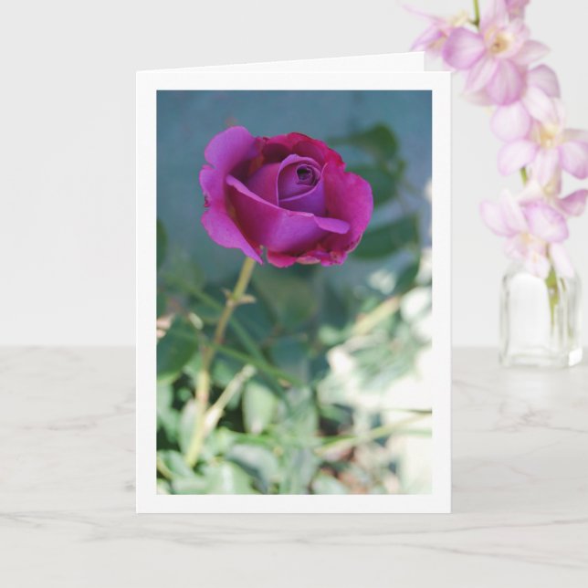 Rose lila Blumengarten Karte (Orchidee)