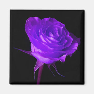 Rose "Lila Glow" Magnet