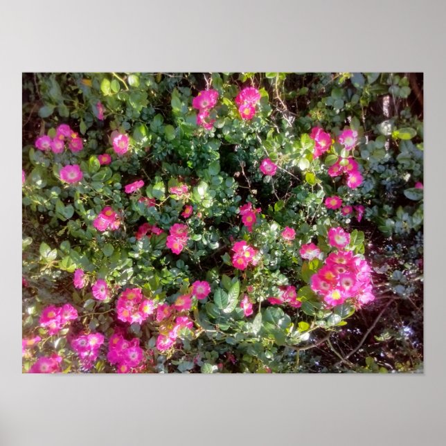 Rose Love Poster (Vorne)