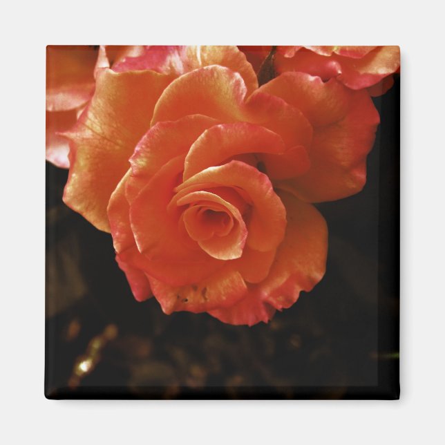 Rose Magnet (Vorne)