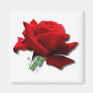 Rose Magnet