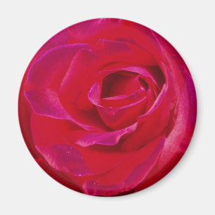 Rose Magnet