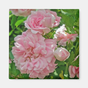 Rose Magnet