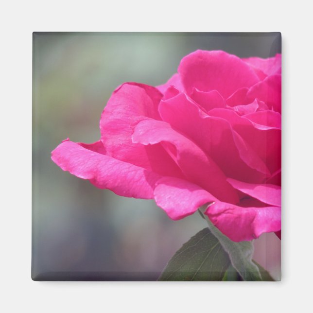 Rose Magnet (Vorne)