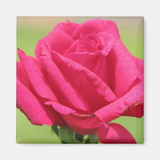 Rose Magnet (Vorne)