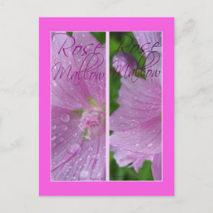 ROSE MALLOW LESEZEICHEN POSTKARTE