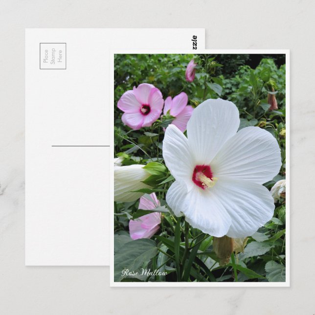 Rose Mallow Postkarte (Vorne/Hinten)