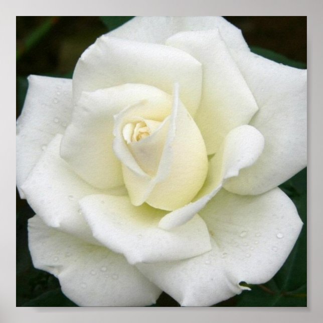 Rose Meanings Poster Print (Vorne)