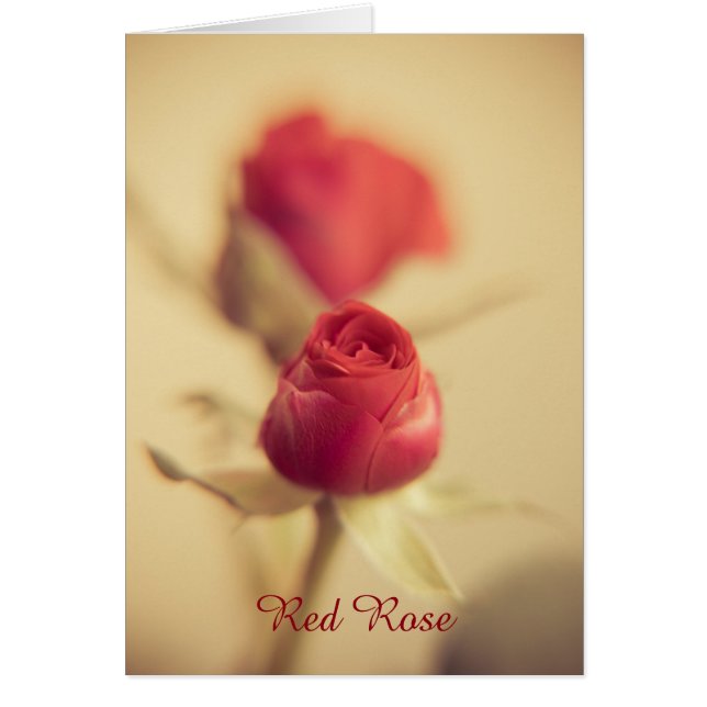 Rose meines Herzens (Vorne)