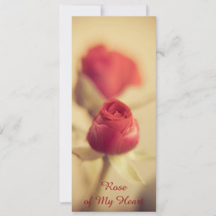 Rose meines Herzens