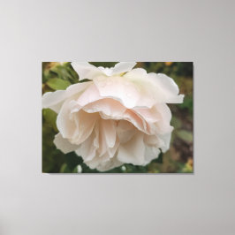 Rose mit Regentropfen Leinwanddruck