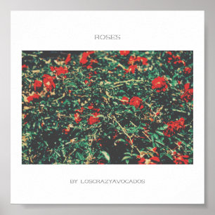 Rose mit roten und grünen Blume Poster