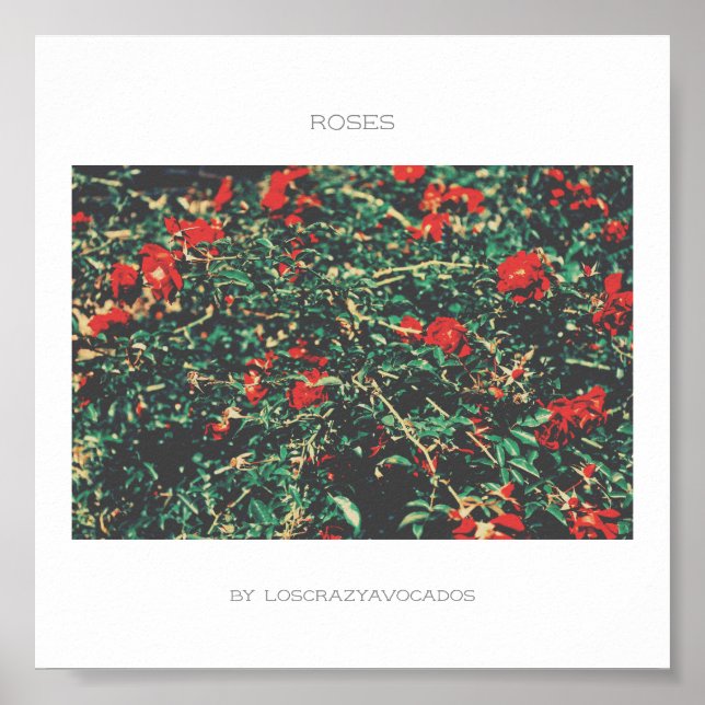 Rose mit roten und grünen Blume Poster (Vorne)